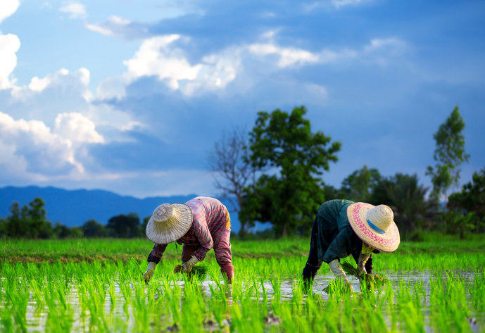 Two farmers are planting rice in the field