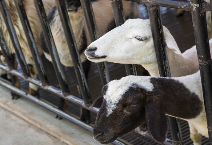 Goats and sheep on the farm