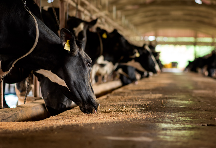 Dairy cows in a farm